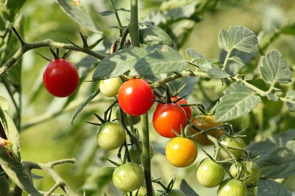 Adapter vos repas aux saisons avec des ingrédients locaux