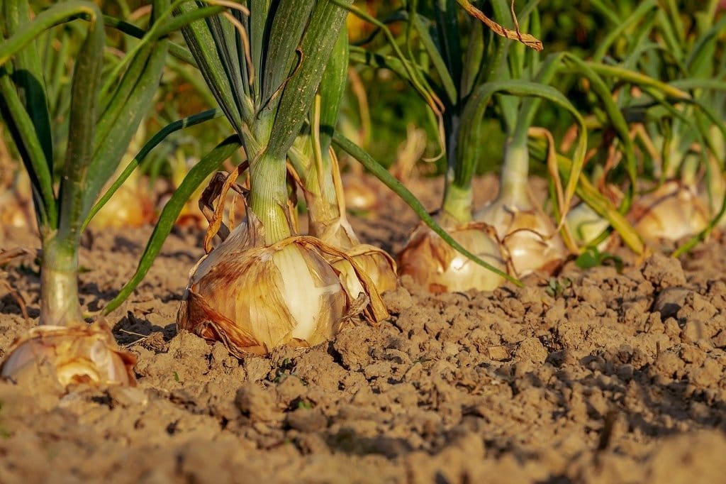 Optimiser votre jardin en fonction des cycles météorologiques